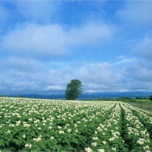 Meet your Posher, Bright